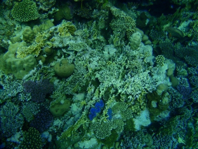 Korallenriff mit Riesenmuschel