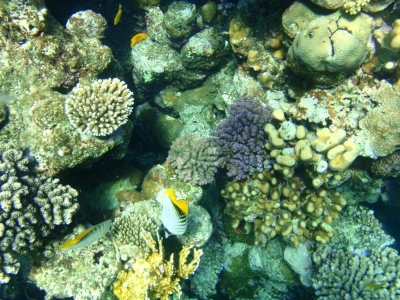 Korallen mit Fähnchen-Falterfisch