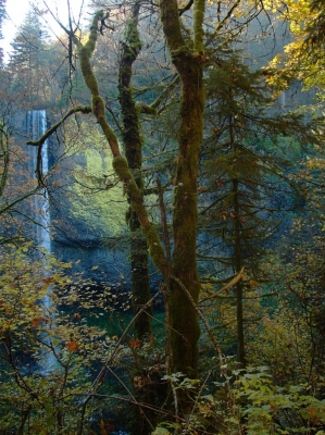 Wald in Oregon