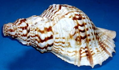 Muschelhorn