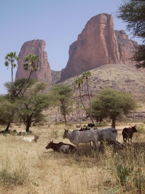 Mali - Berge und Rinder