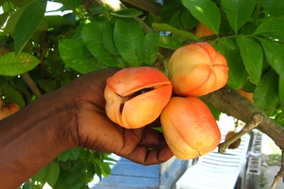 Ackee - Jamaikanische Nationalfrucht