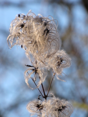 Gewöhnliche Waldrebe