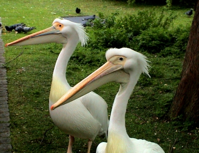 London, Pelikane im Park