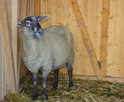 Schaf im Stall
