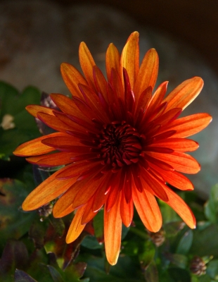 Aster im Garten von Sharm el Sheikh