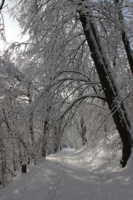 Verschneiter Waldweg