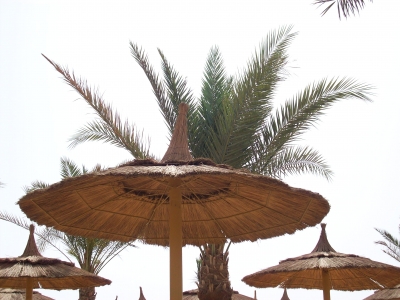Palmen am Strand in Ägypten
