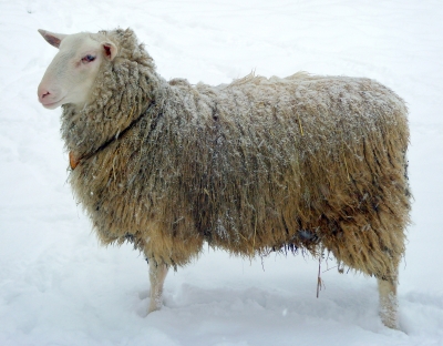 Schafwolle hält super warm