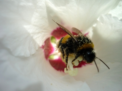 Hummel bei der Arbeit