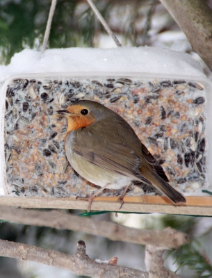 Rotkehlchen im Winter