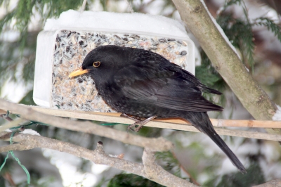 Amsel im Winter