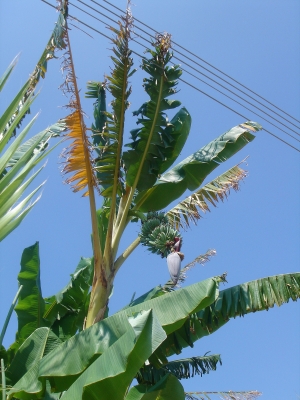 Bananenpflanze in Zypern