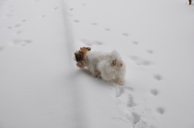 Leesha im Schnee