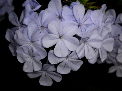 Zartblaue Blüten