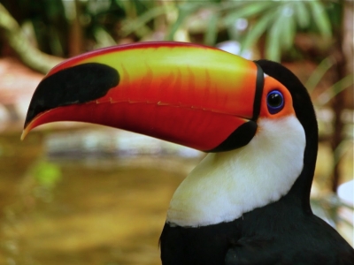 Tucan