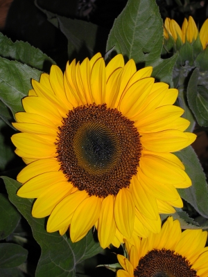 Sunflower