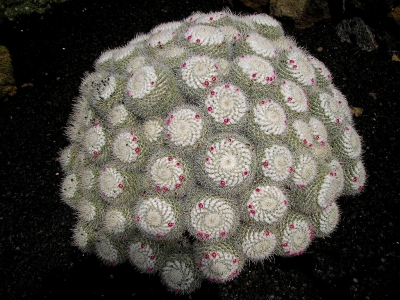 Mammilaria Kaktus
