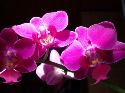 Orchideen III
