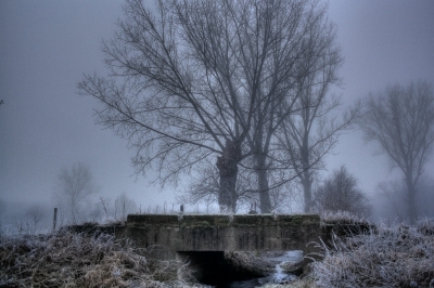 Bäume im Nebel