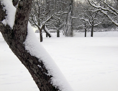 Obststreuwiese im Winter 2010