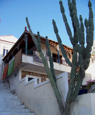 Samos, Kaktus an Treppe