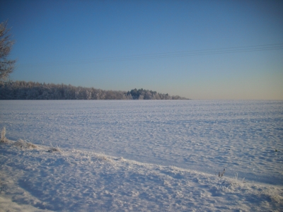 Verschneites Feld vor einem Wald und herrlich winterblauem Himmel