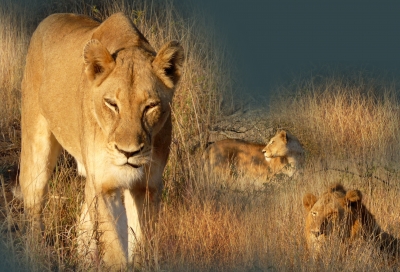 Blick nach Afrika - Löwenfamilie