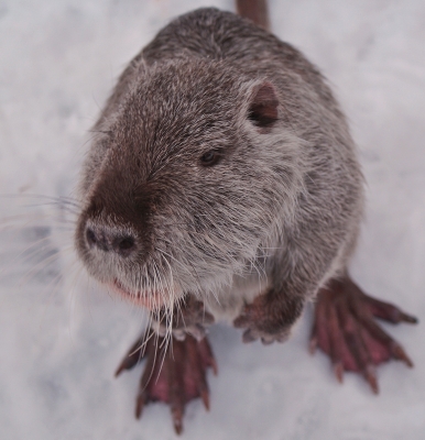 Biberratte im Schnee