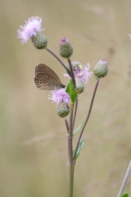 Verblasste Farben