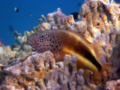 Korallenwächter
