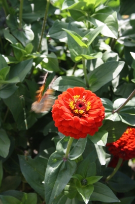 Schmetterling fliegt