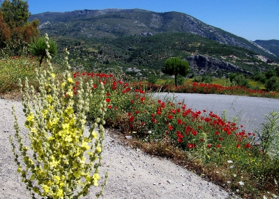 Blumen, Sand und Berge auf Samos