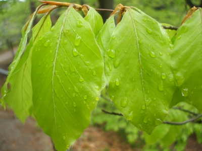Blätter mit Regentropfen