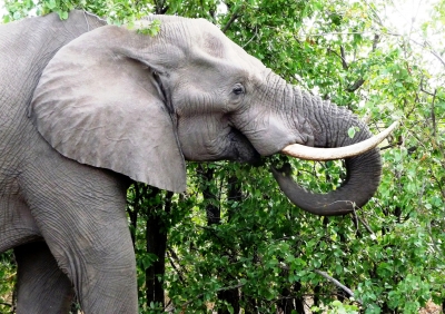 Elefant im Krüger-Park