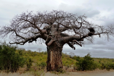 Baobab-Baum im Krüger-Park