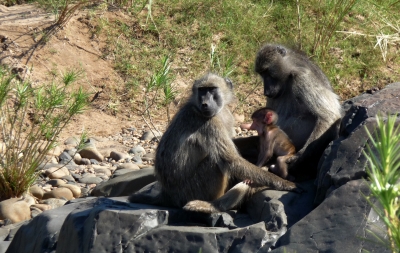 Affenfamilie im Krüger-Park