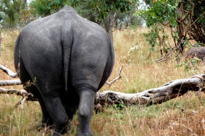 Nashorn im Krüger-Park
