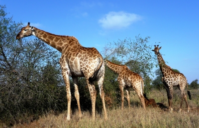 Giraffen im Krüger-Park