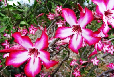 Blüten  im Krüger-Park