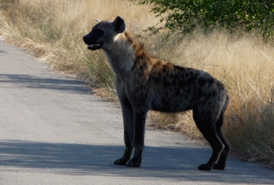 Hyäne  im Krüger-Park