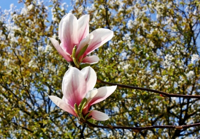 Magnolienblüten vor Kirschbaum