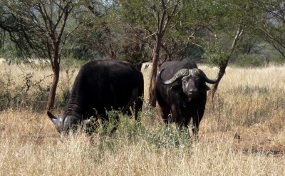Büffel im Krügerpark