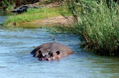 Flusspferd mit Passagier im Krügerpark