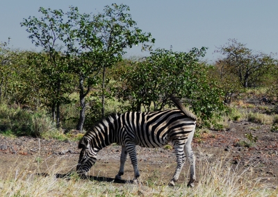 Zebra im Krügerpark