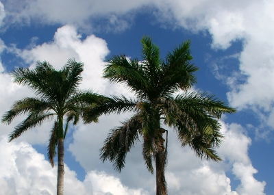 Karibische Palmen vor Wolkenkulisse