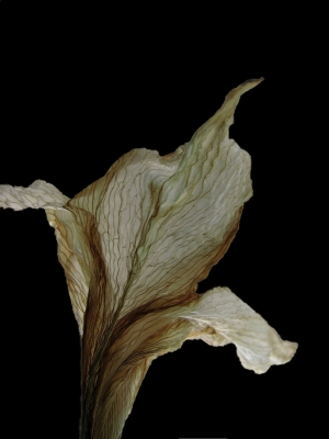 Verblühte Amaryllis