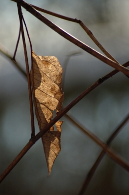 Ein Blatt am Baum