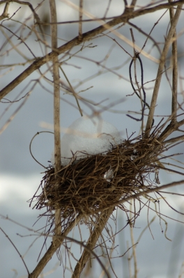 Das verlassene Nest