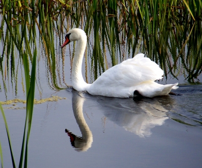 Schwan mit Spiegelbild